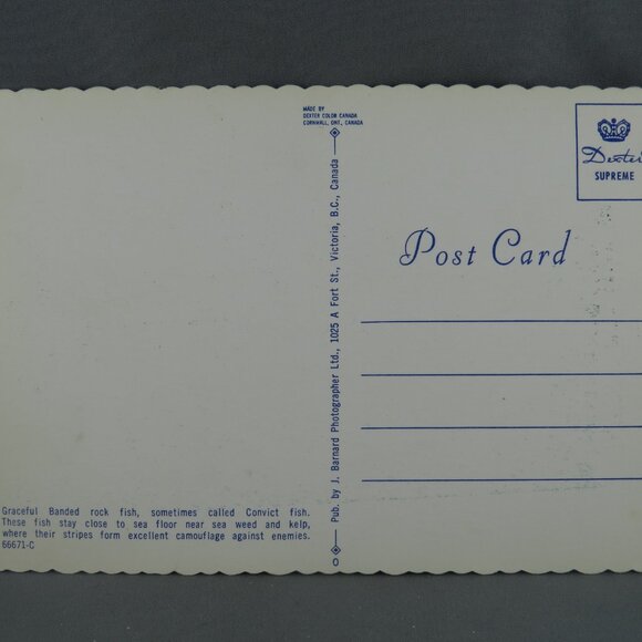 Vintage Postcard - Banded Rock Fish Undersea Gardens Victoria - Dexter Press - Picture 2 of 4